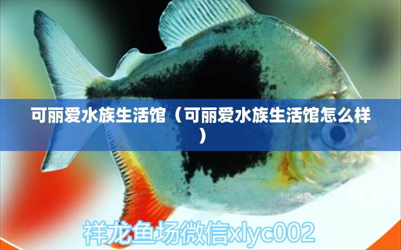 可麗愛水族生活館（可麗愛水族生活館怎么樣） 全國水族館企業(yè)名錄