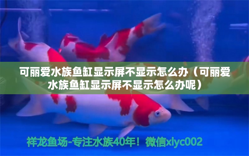 可麗愛水族魚缸顯示屏不顯示怎么辦（可麗愛水族魚缸顯示屏不顯示怎么辦呢）