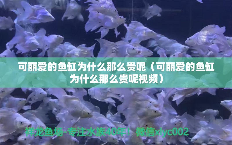 可麗愛(ài)的魚(yú)缸為什么那么貴呢（可麗愛(ài)的魚(yú)缸為什么那么貴呢視頻） iwish愛(ài)唯希品牌魚(yú)缸