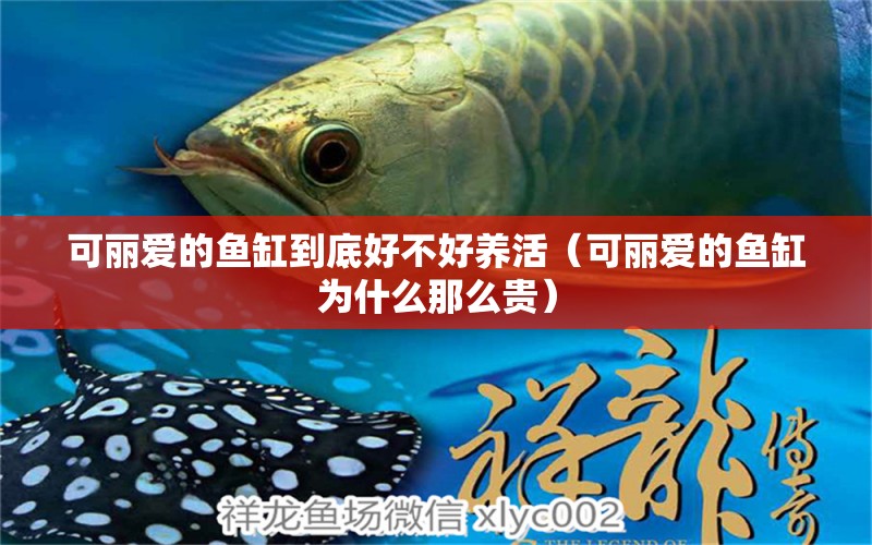 可麗愛的魚缸到底好不好養(yǎng)活（可麗愛的魚缸為什么那么貴） 廣州觀賞魚批發(fā)市場