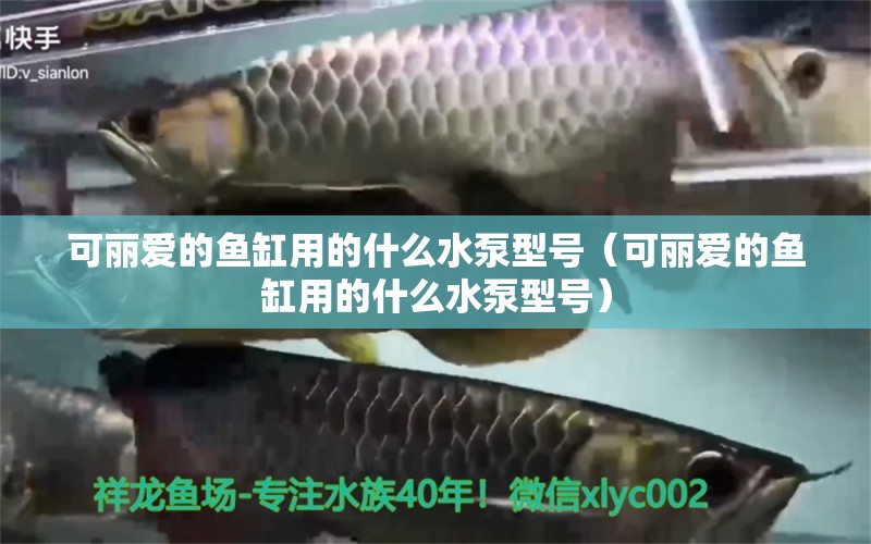 可麗愛的魚缸用的什么水泵型號(hào)（可麗愛的魚缸用的什么水泵型號(hào)） 黑金魟魚