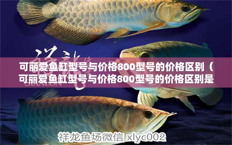 可麗愛(ài)魚(yú)缸型號(hào)與價(jià)格800型號(hào)的價(jià)格區(qū)別（可麗愛(ài)魚(yú)缸型號(hào)與價(jià)格800型號(hào)的價(jià)格區(qū)別是什么） 祥龍水族醫(yī)院