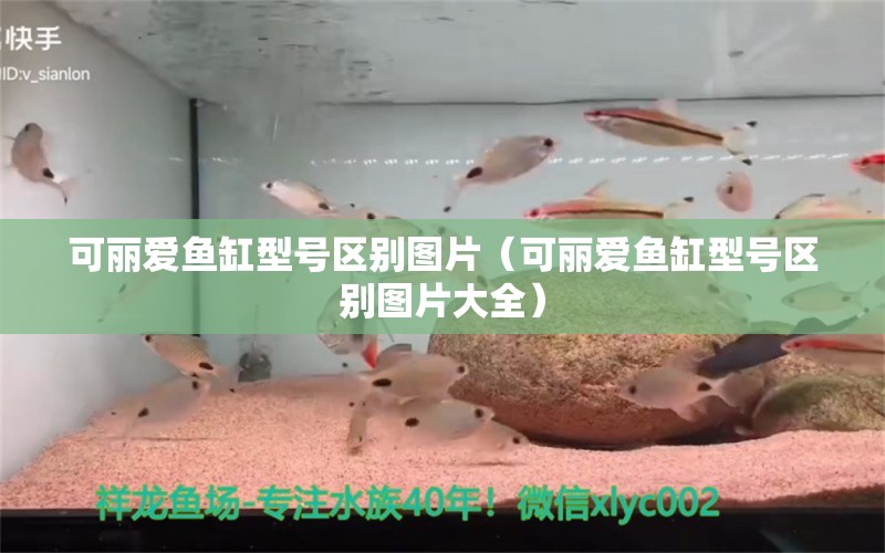 可麗愛魚缸型號區(qū)別圖片（可麗愛魚缸型號區(qū)別圖片大全）