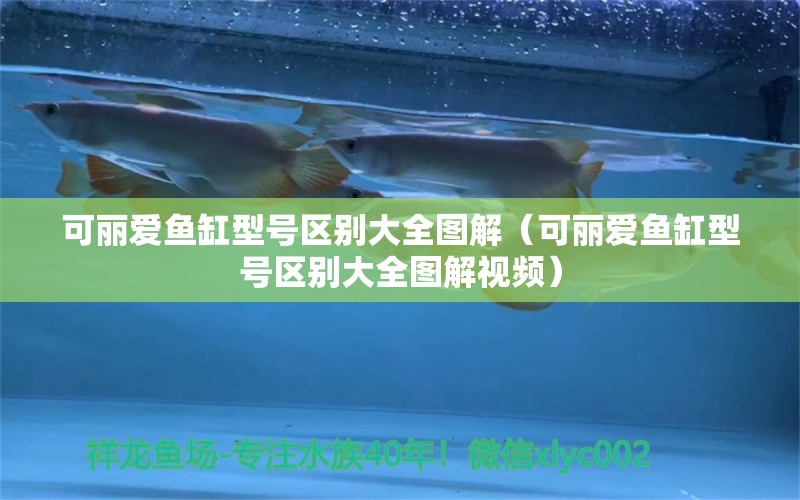 可麗愛魚缸型號(hào)區(qū)別大全圖解（可麗愛魚缸型號(hào)區(qū)別大全圖解視頻）