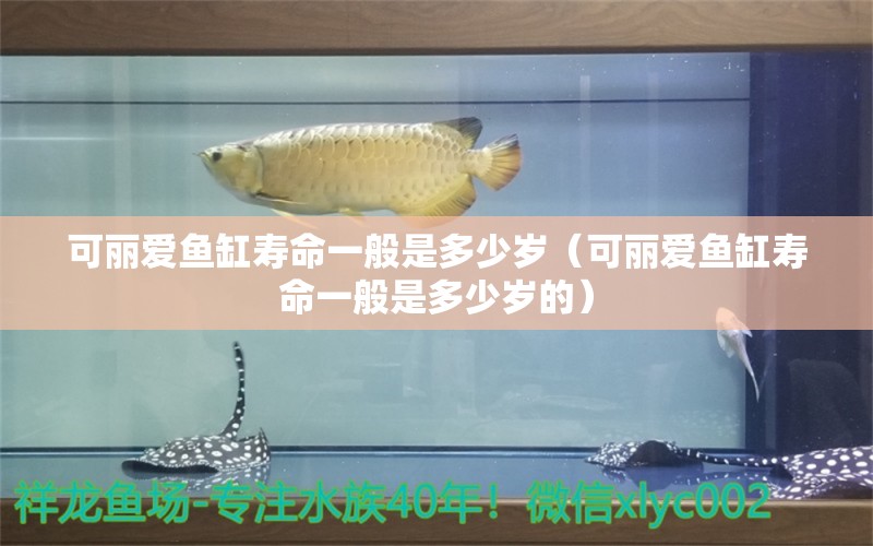 可麗愛(ài)魚缸壽命一般是多少歲（可麗愛(ài)魚缸壽命一般是多少歲的） iwish愛(ài)唯希品牌魚缸