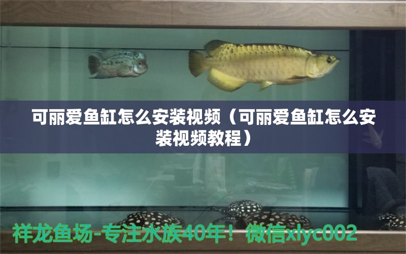 可麗愛魚缸怎么安裝視頻（可麗愛魚缸怎么安裝視頻教程） 黃金斑馬魚