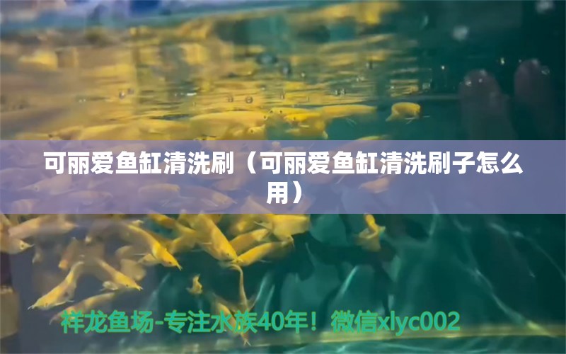 可麗愛魚缸清洗刷（可麗愛魚缸清洗刷子怎么用）