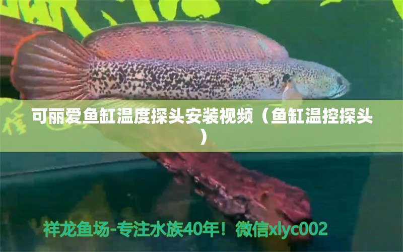 可麗愛魚缸溫度探頭安裝視頻（魚缸溫控探頭）