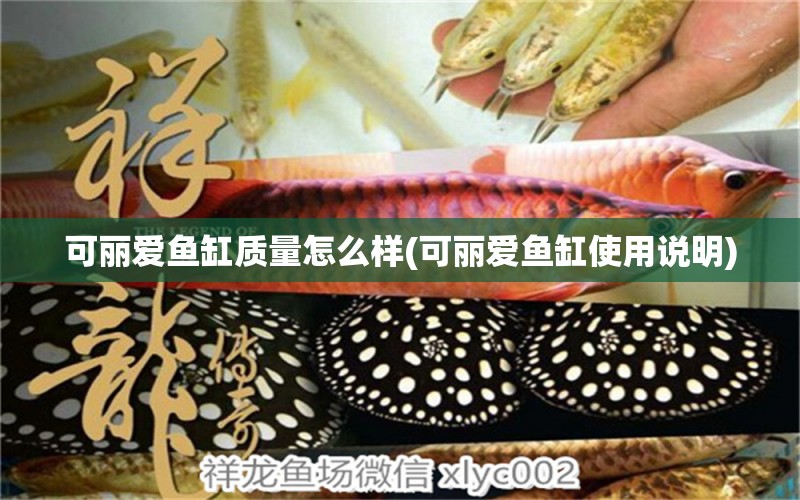 可麗愛魚缸質(zhì)量怎么樣(可麗愛魚缸使用說明) 眼斑魚