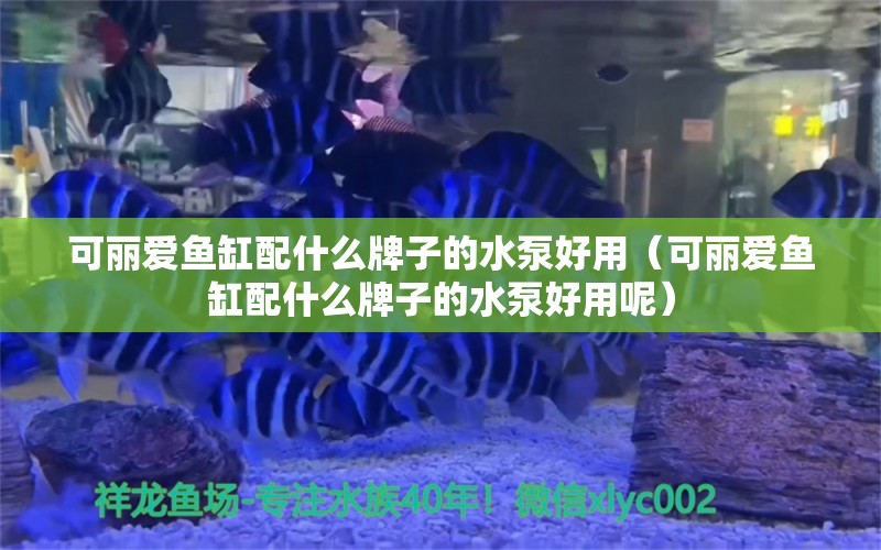 可麗愛(ài)魚(yú)缸配什么牌子的水泵好用（可麗愛(ài)魚(yú)缸配什么牌子的水泵好用呢）