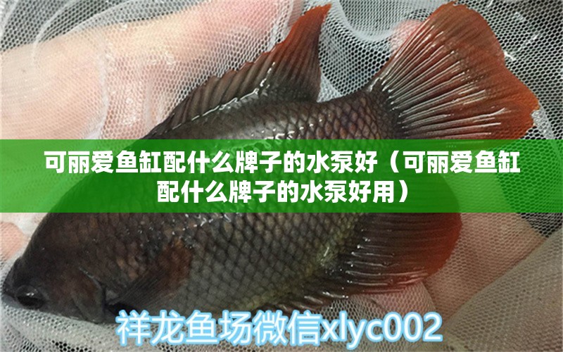 可麗愛魚缸配什么牌子的水泵好（可麗愛魚缸配什么牌子的水泵好用） iwish愛唯希品牌魚缸