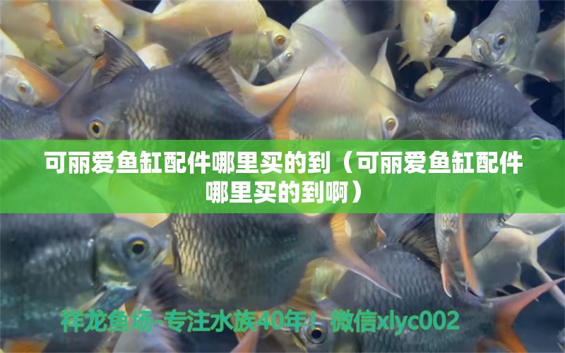 可麗愛魚缸配件哪里買的到（可麗愛魚缸配件哪里買的到?。? title=