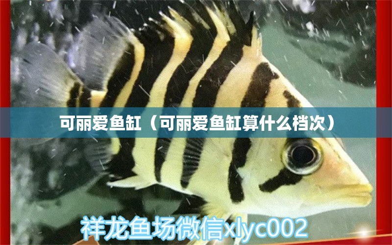 可麗愛魚缸（可麗愛魚缸算什么檔次）