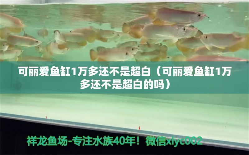 可麗愛魚缸1萬多還不是超白（可麗愛魚缸1萬多還不是超白的嗎） iwish愛唯希品牌魚缸