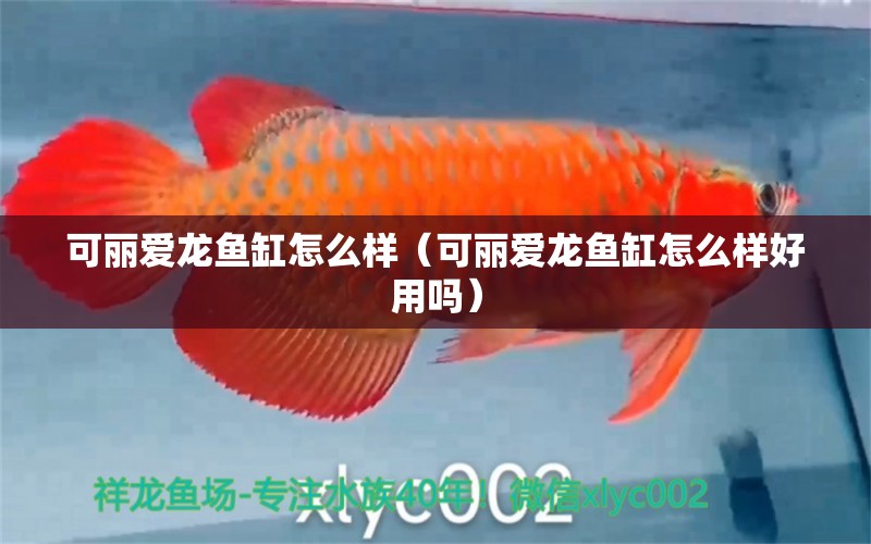 可麗愛(ài)龍魚(yú)缸怎么樣（可麗愛(ài)龍魚(yú)缸怎么樣好用嗎） iwish愛(ài)唯希品牌魚(yú)缸