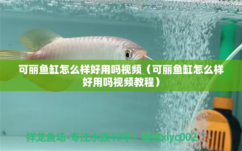 可麗魚(yú)缸怎么樣好用嗎視頻（可麗魚(yú)缸怎么樣好用嗎視頻教程） 祥龍水族醫(yī)院