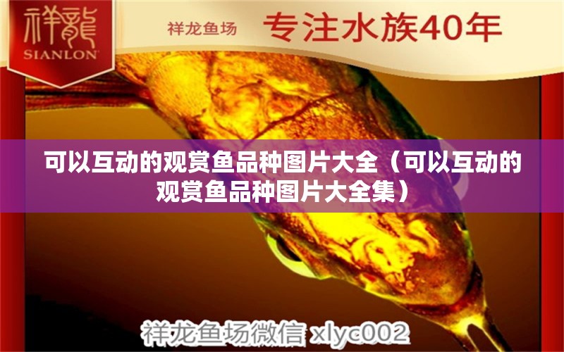 可以互動的觀賞魚品種圖片大全（可以互動的觀賞魚品種圖片大全集）