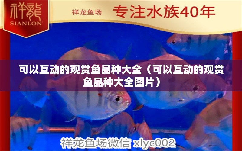 可以互動(dòng)的觀賞魚品種大全（可以互動(dòng)的觀賞魚品種大全圖片）