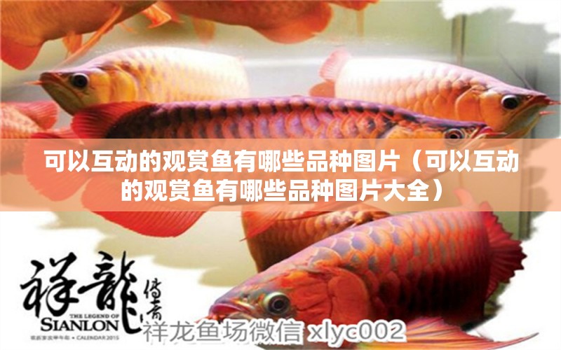 可以互動的觀賞魚有哪些品種圖片（可以互動的觀賞魚有哪些品種圖片大全）