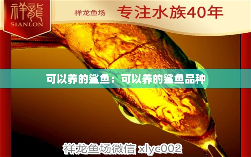 可以養(yǎng)的鯊魚：可以養(yǎng)的鯊魚品種