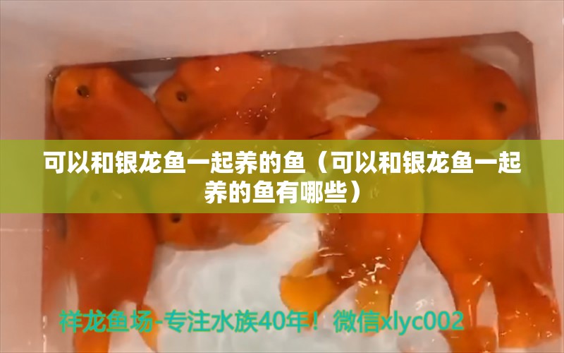 可以和銀龍魚一起養(yǎng)的魚（可以和銀龍魚一起養(yǎng)的魚有哪些）