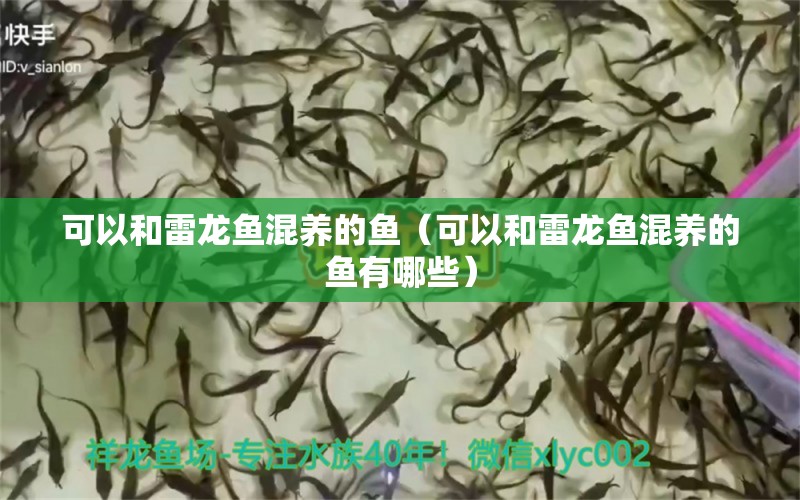 可以和雷龍魚混養(yǎng)的魚（可以和雷龍魚混養(yǎng)的魚有哪些） 廣州龍魚批發(fā)市場