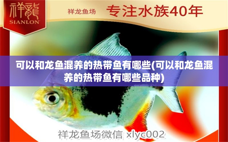 可以和龍魚混養(yǎng)的熱帶魚有哪些(可以和龍魚混養(yǎng)的熱帶魚有哪些品種) 水族雜談