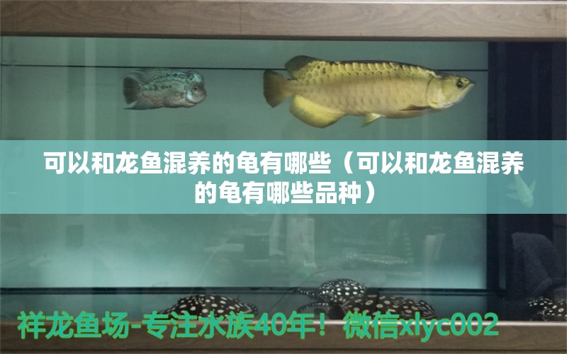 可以和龍魚混養(yǎng)的龜有哪些（可以和龍魚混養(yǎng)的龜有哪些品種） 烏龜