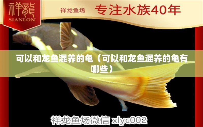 可以和龍魚混養(yǎng)的龜（可以和龍魚混養(yǎng)的龜有哪些） 烏龜