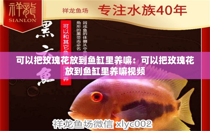 可以把玫瑰花放到魚缸里養(yǎng)嘛：可以把玫瑰花放到魚缸里養(yǎng)嘛視頻 觀賞魚市場(chǎng)（混養(yǎng)魚）