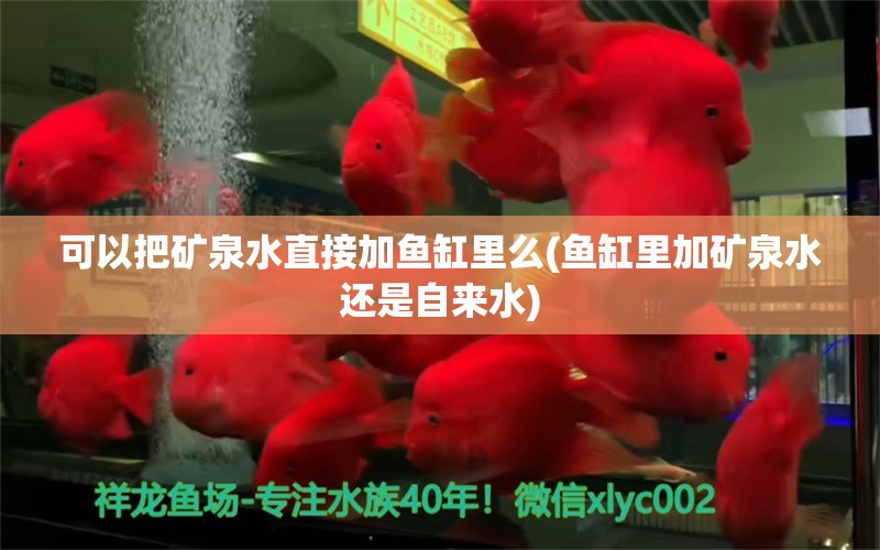 可以把礦泉水直接加魚缸里么(魚缸里加礦泉水還是自來水) 野生地圖魚