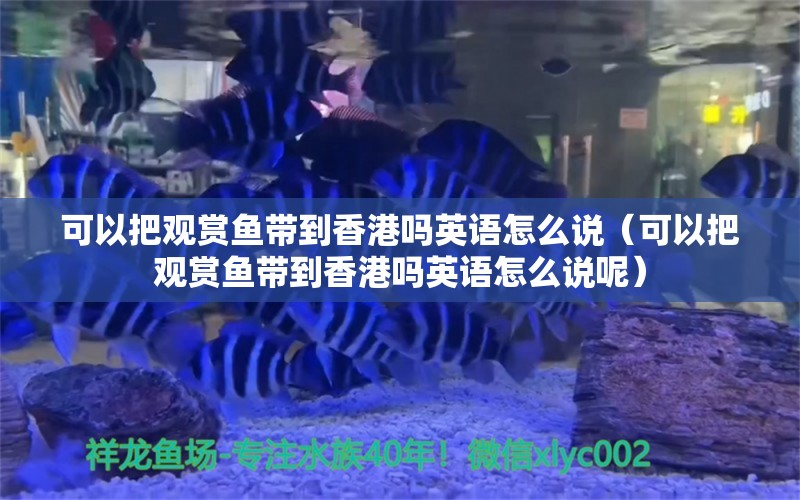 可以把觀賞魚帶到香港嗎英語怎么說（可以把觀賞魚帶到香港嗎英語怎么說呢）