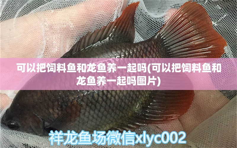 可以把飼料魚和龍魚養(yǎng)一起嗎(可以把飼料魚和龍魚養(yǎng)一起嗎圖片) 野生埃及神仙魚 第1張