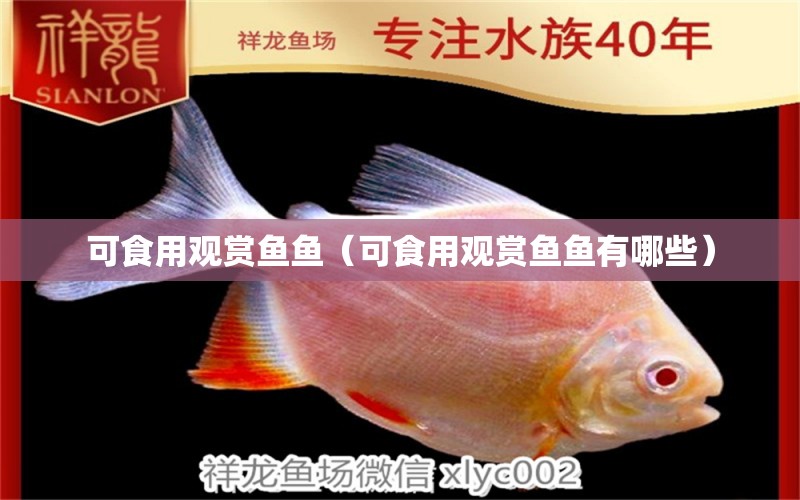 可食用觀賞魚魚（可食用觀賞魚魚有哪些） 量子養(yǎng)魚技術(shù)