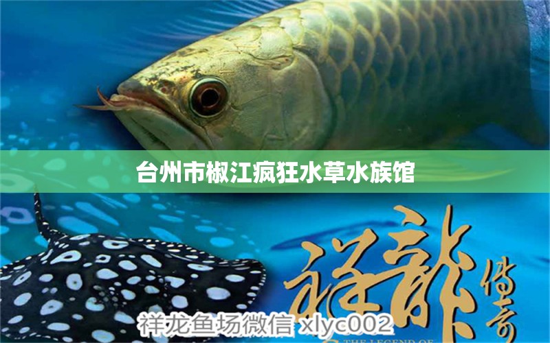 臺(tái)州市椒江瘋狂水草水族館 水草