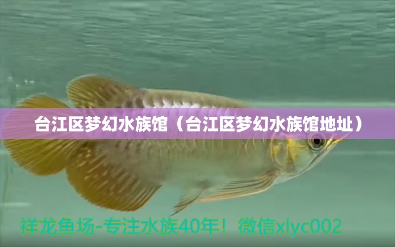 臺江區(qū)夢幻水族館（臺江區(qū)夢幻水族館地址） 全國水族館企業(yè)名錄