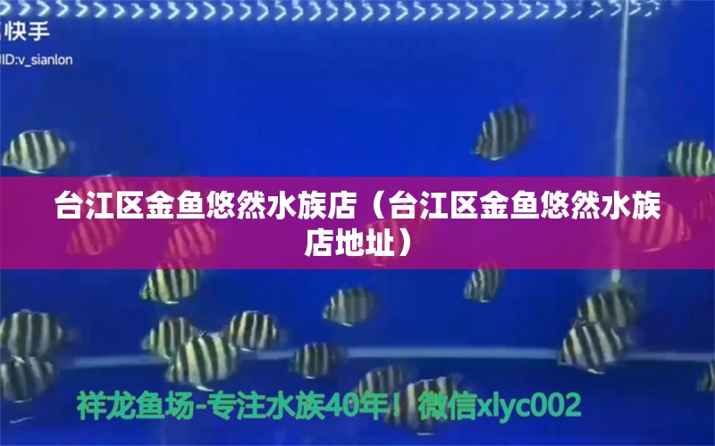 臺江區(qū)金魚悠然水族店（臺江區(qū)金魚悠然水族店地址）