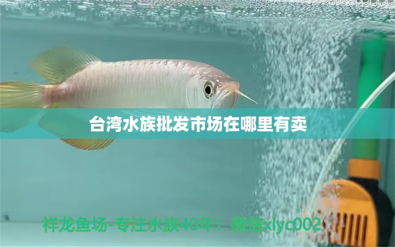 臺(tái)灣水族批發(fā)市場(chǎng)在哪里有賣(mài) 觀賞魚(yú)水族批發(fā)市場(chǎng)