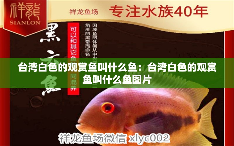 臺(tái)灣白色的觀賞魚叫什么魚：臺(tái)灣白色的觀賞魚叫什么魚圖片