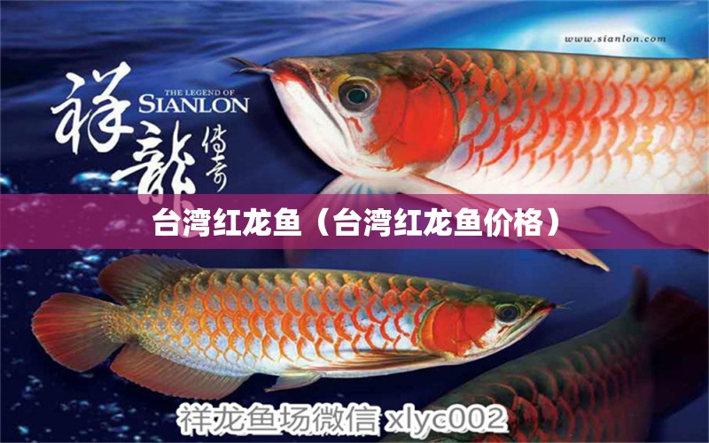 臺(tái)灣紅龍魚（臺(tái)灣紅龍魚價(jià)格）