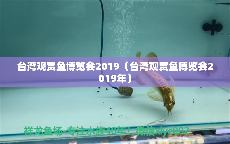 臺灣觀賞魚博覽會2019（臺灣觀賞魚博覽會2019年） 觀賞魚市場（混養(yǎng)魚）