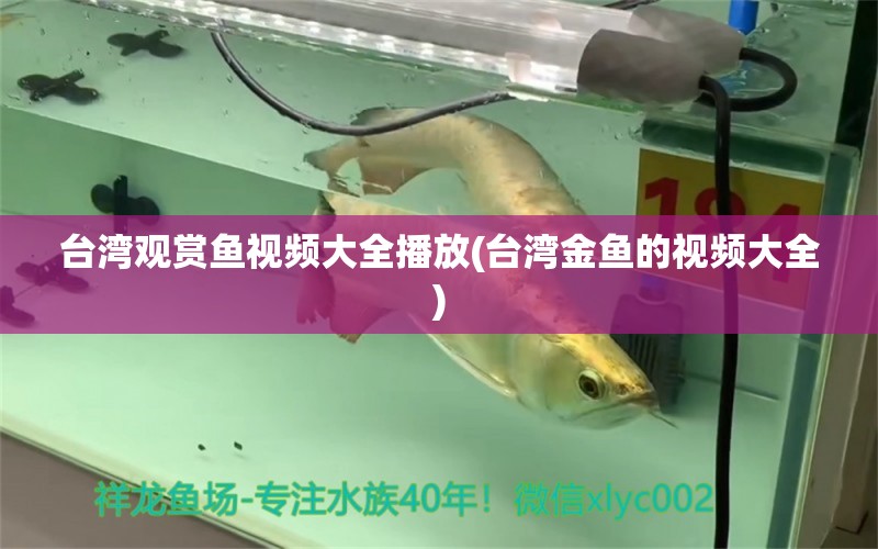 臺灣觀賞魚視頻大全播放(臺灣金魚的視頻大全)