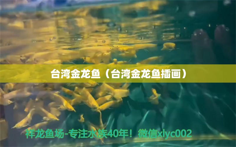 臺(tái)灣金龍魚（臺(tái)灣金龍魚插畫）