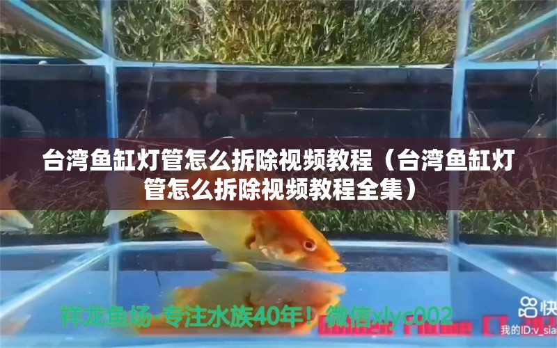 臺灣魚缸燈管怎么拆除視頻教程（臺灣魚缸燈管怎么拆除視頻教程全集）