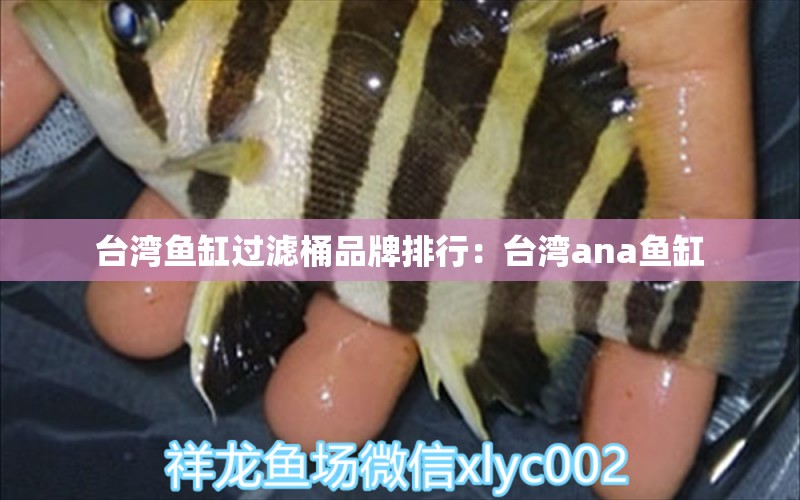 臺灣魚缸過濾桶品牌排行：臺灣ana魚缸 廣州水族批發(fā)市場