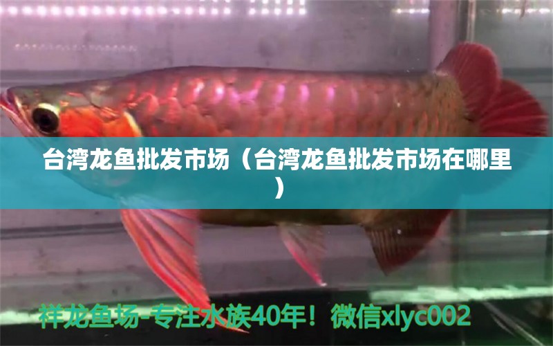 臺灣龍魚批發(fā)市場（臺灣龍魚批發(fā)市場在哪里）