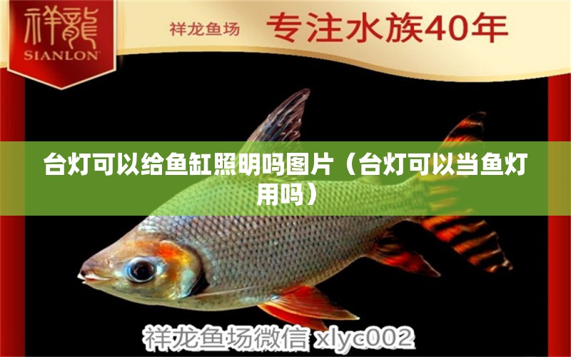 臺(tái)燈可以給魚缸照明嗎圖片（臺(tái)燈可以當(dāng)魚燈用嗎）