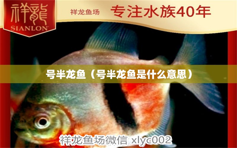 號(hào)半龍魚（號(hào)半龍魚是什么意思） 朱巴利魚苗