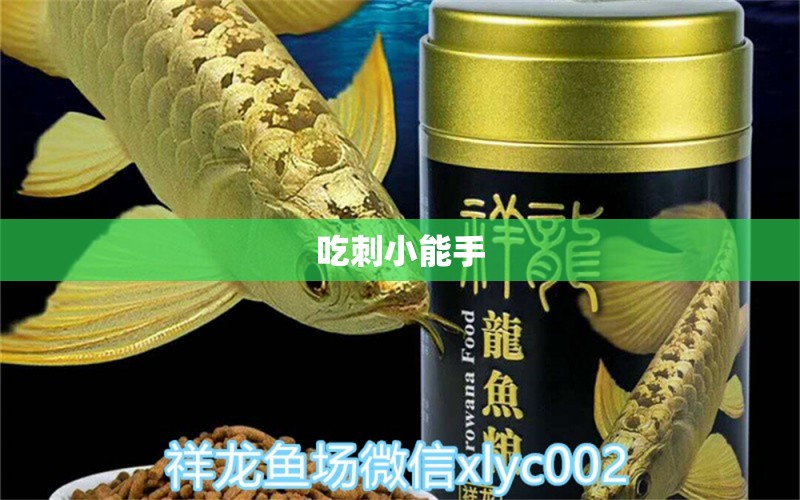 吃刺小能手 羅漢魚批發(fā) 第2張