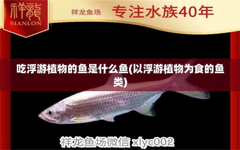 吃浮游植物的魚是什么魚(以浮游植物為食的魚類) 錦鯉魚